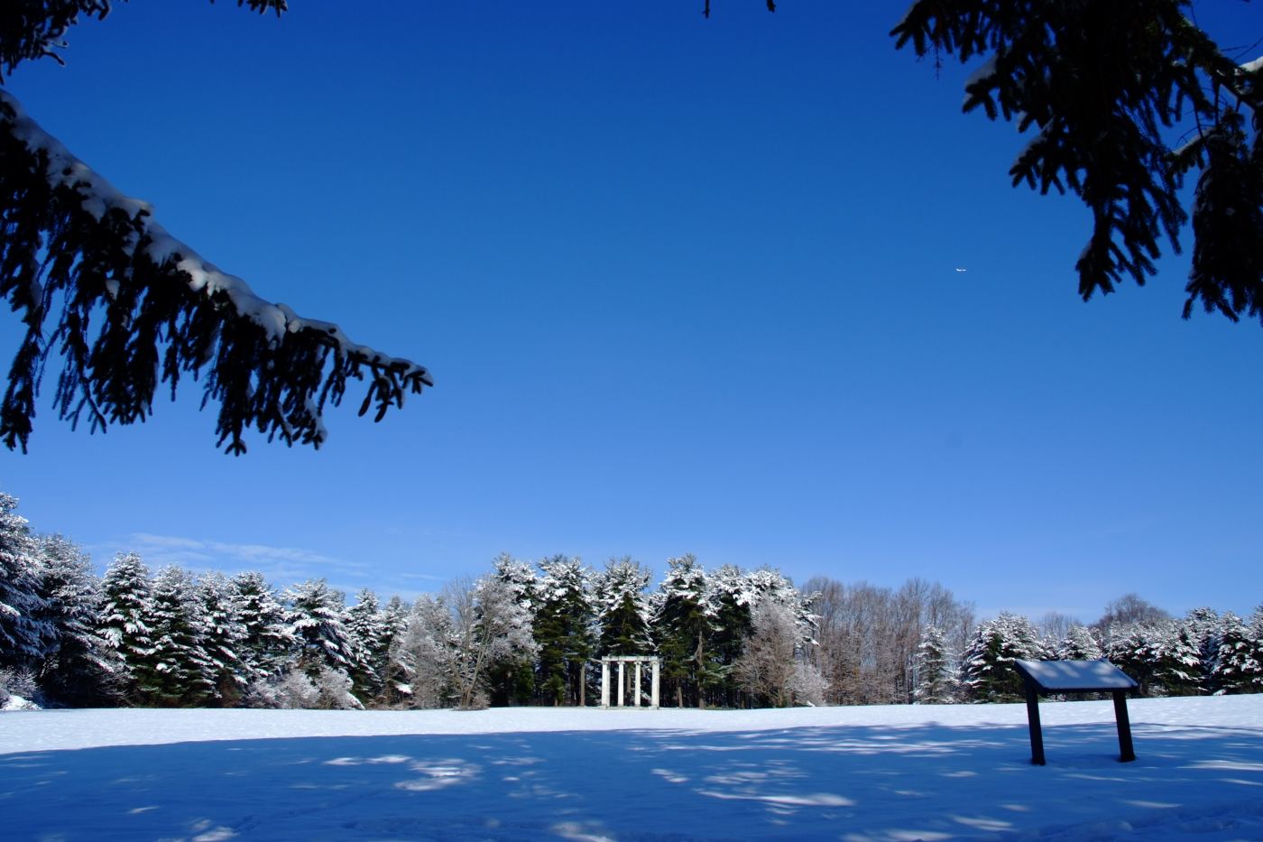 Snow-covered pines under a deep blue sky